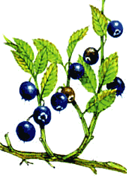 Bilberry