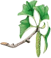 C`Et