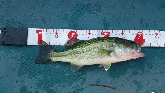 30cm