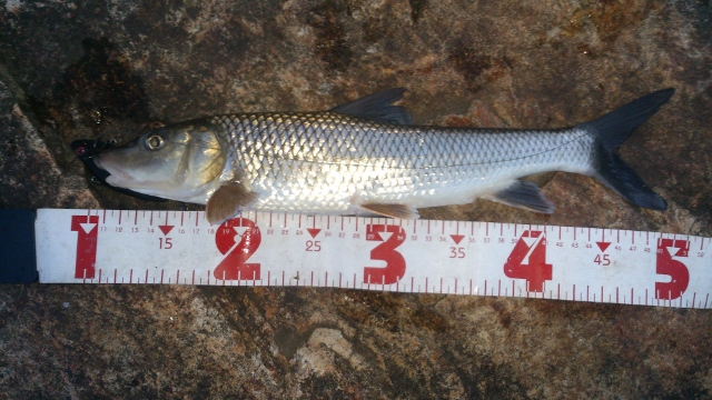 40cm