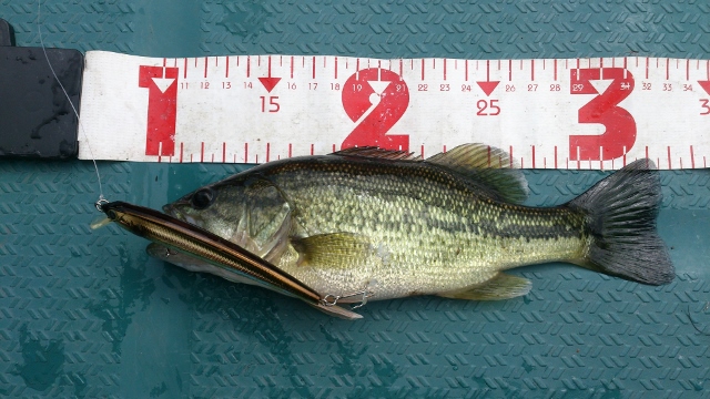 22cm