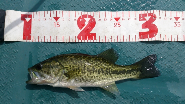 20cm
