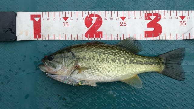 25cm