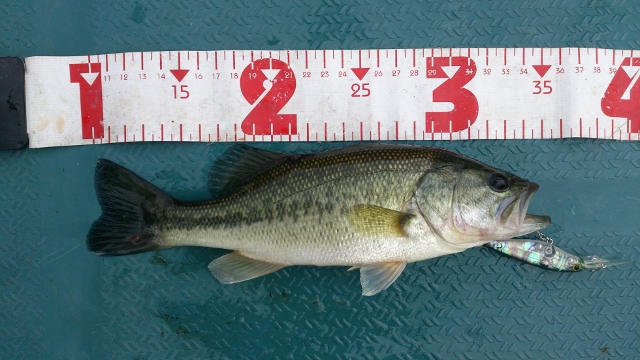 25cm