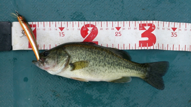 23cm