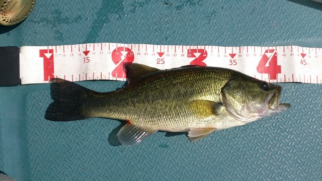 30cm