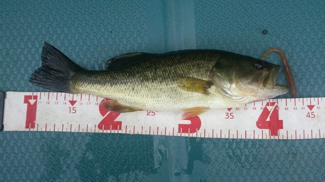32cm