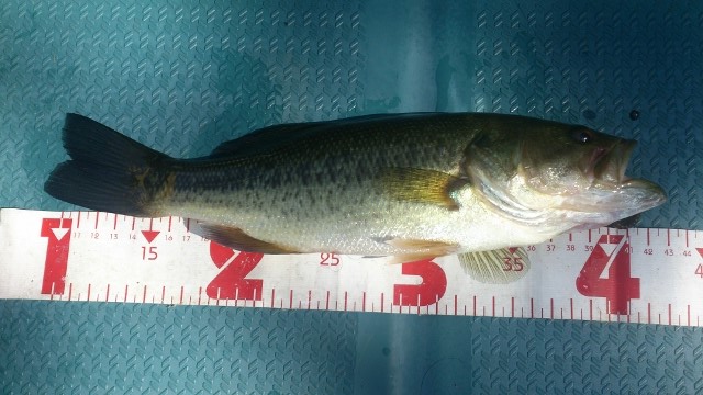 32cm