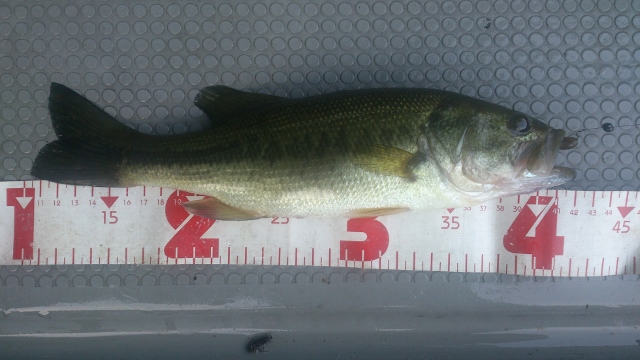 32cm