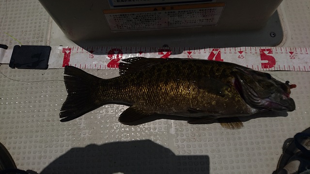 42cm
