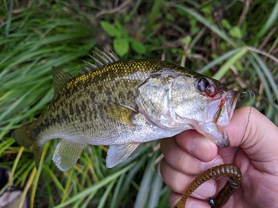 15cm