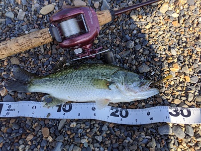 25cm