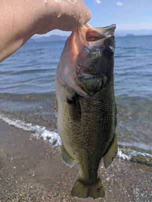 42cm߉e