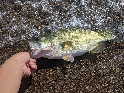 42cm