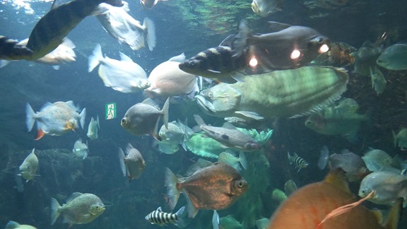 アマゾン魚